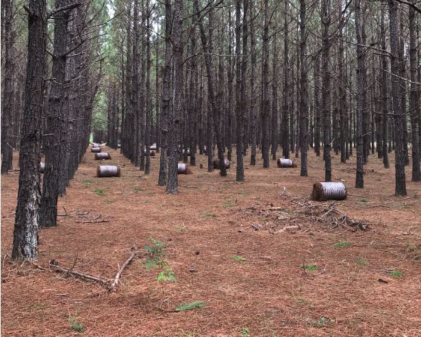 Mini round pine straw bales with net wrap ready for pick up in a pine plantation.