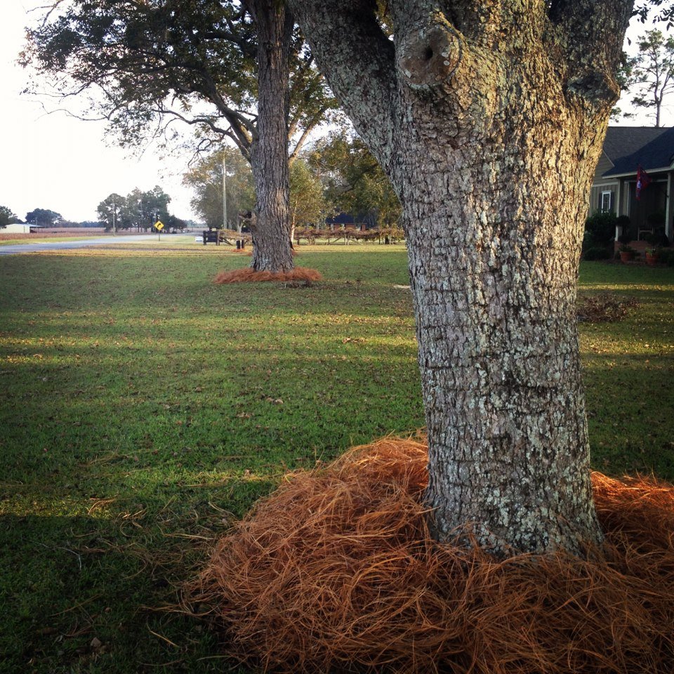 Pine Needles Bad for Our Gardens? - Watters Garden Center