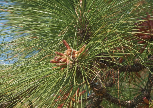 Mulch Naturally with Pine Needles (Pine Straw), Davey Blog