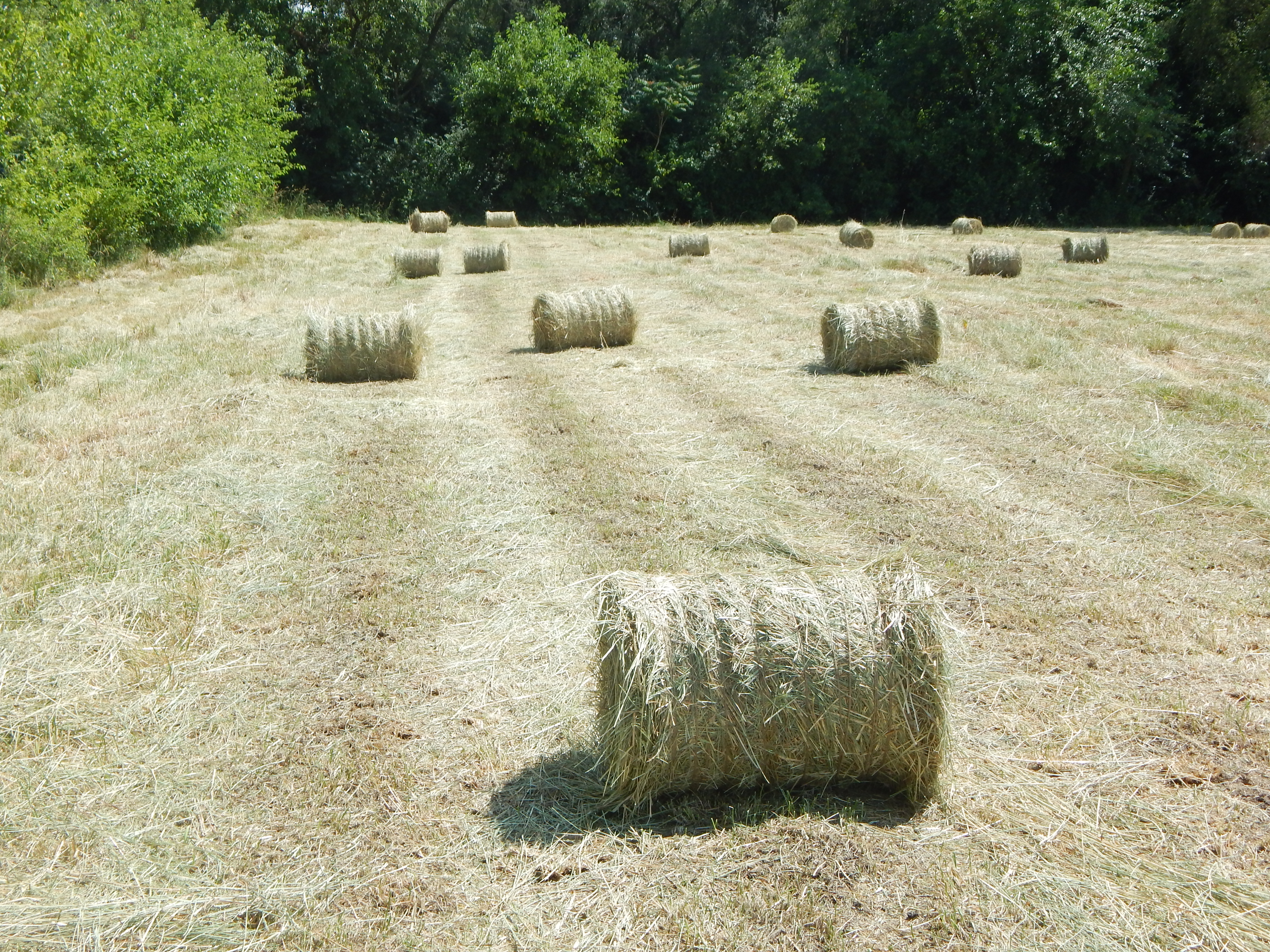 Mini round bales with twine wrap in the hay field ready to be picked up. 