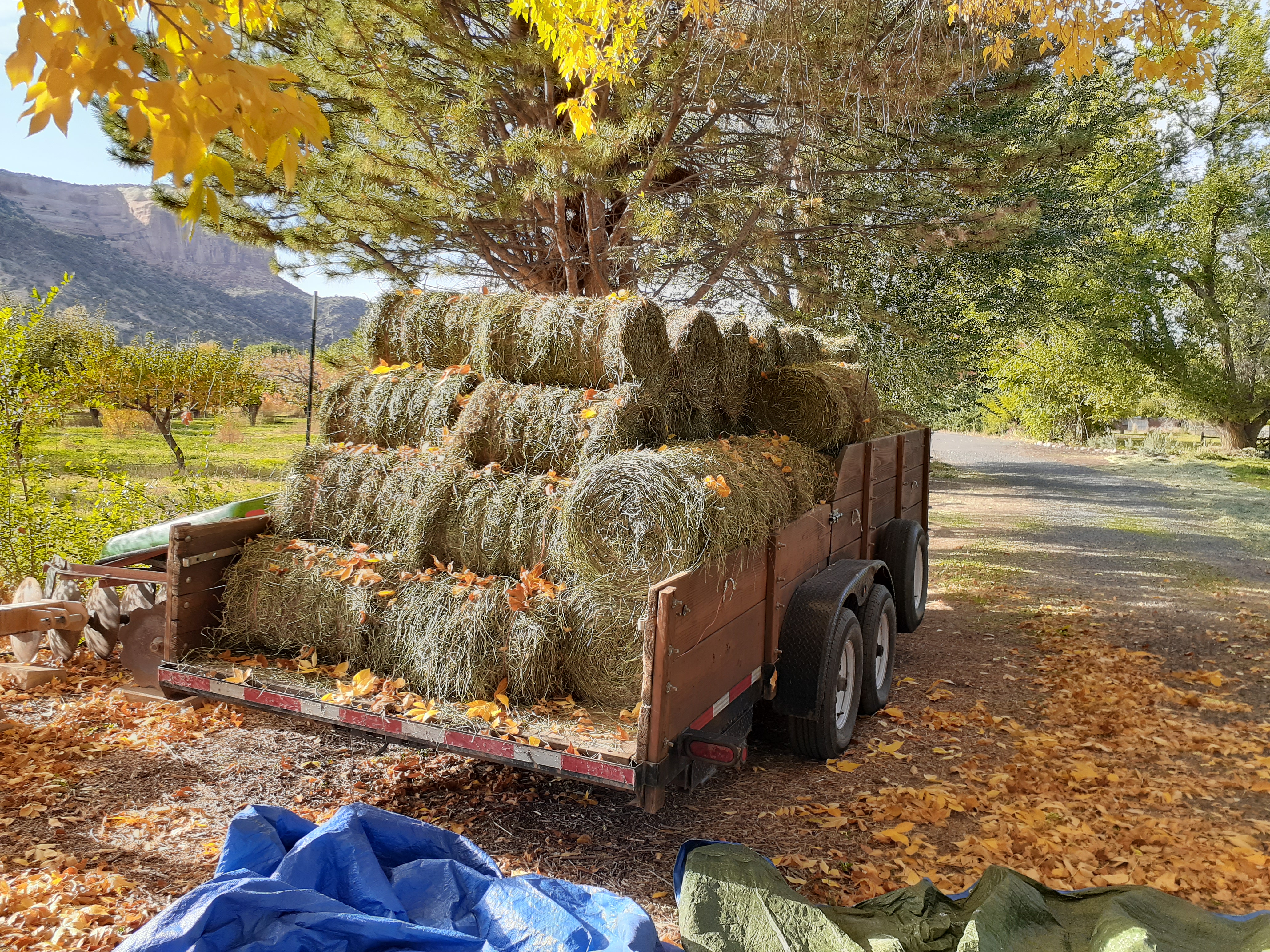 Mini round hay bales with twine stacked in a wagon in fall. 