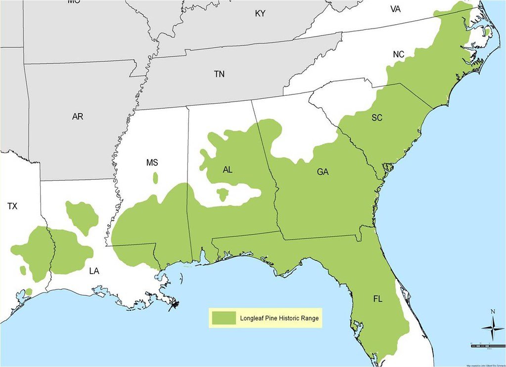 Map of longleaf pine forests in the southeastern United States. Map of longleaf pine forests in the southeastern United States.