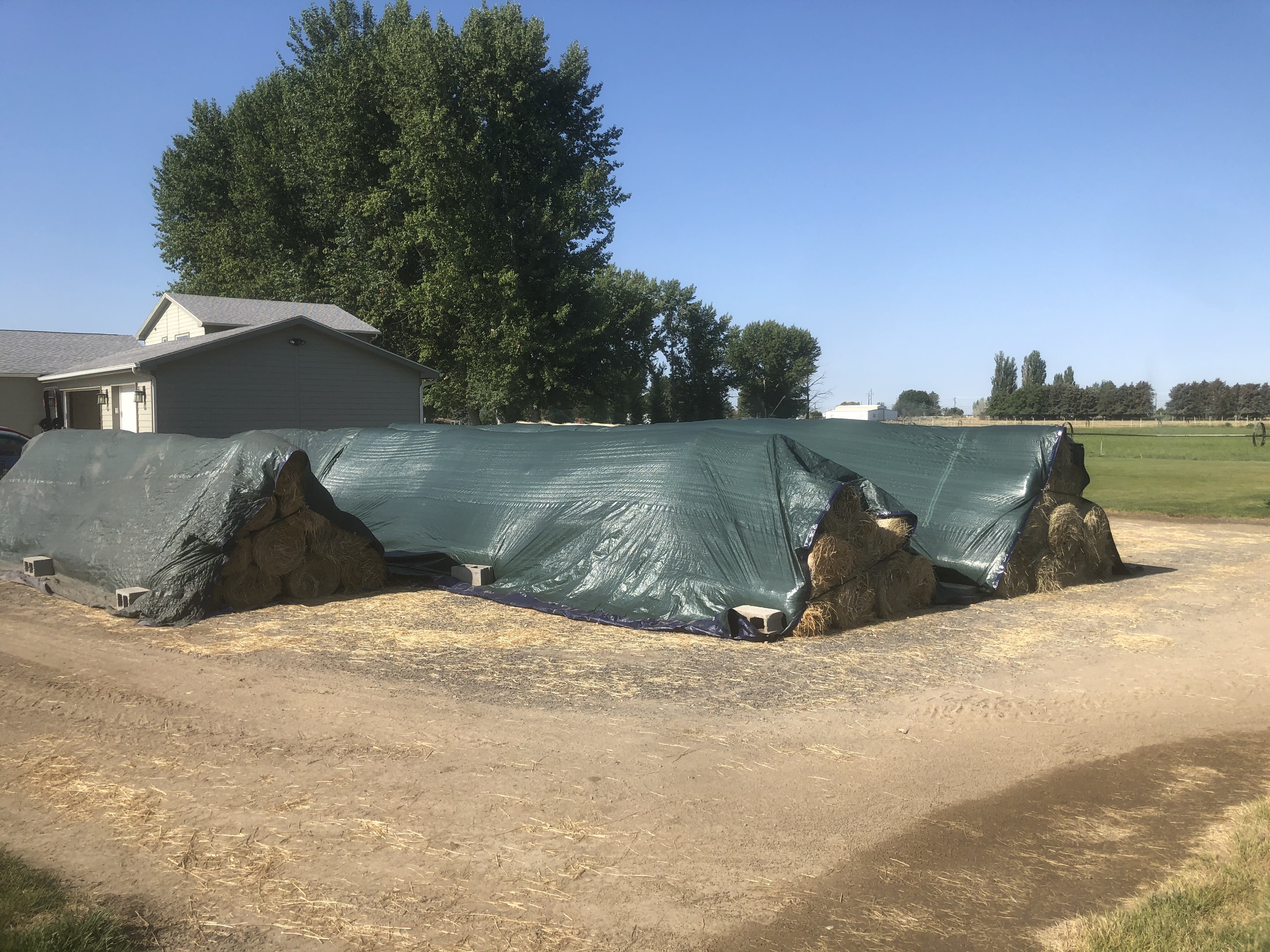Mini round hay bales properly tarped for storage. 