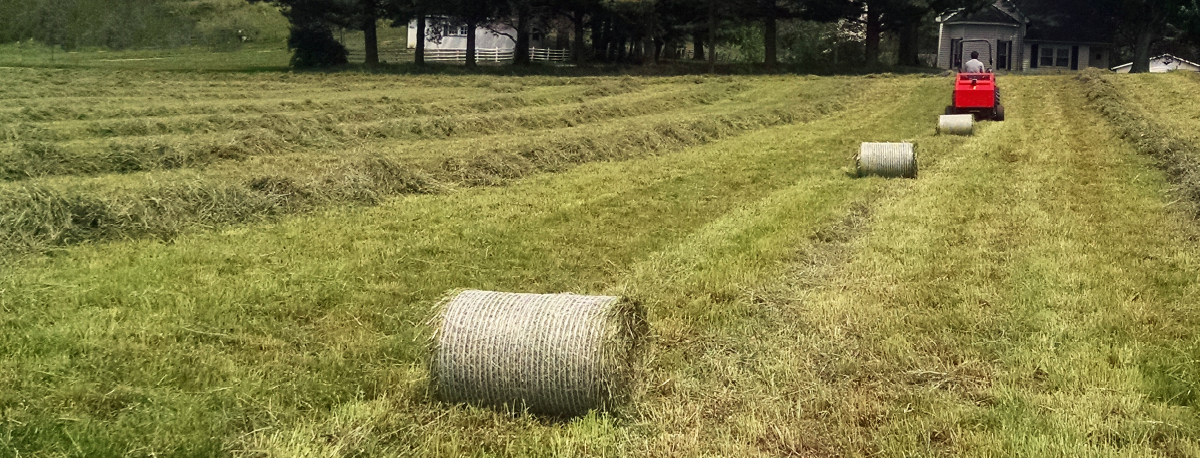 Bales of hay