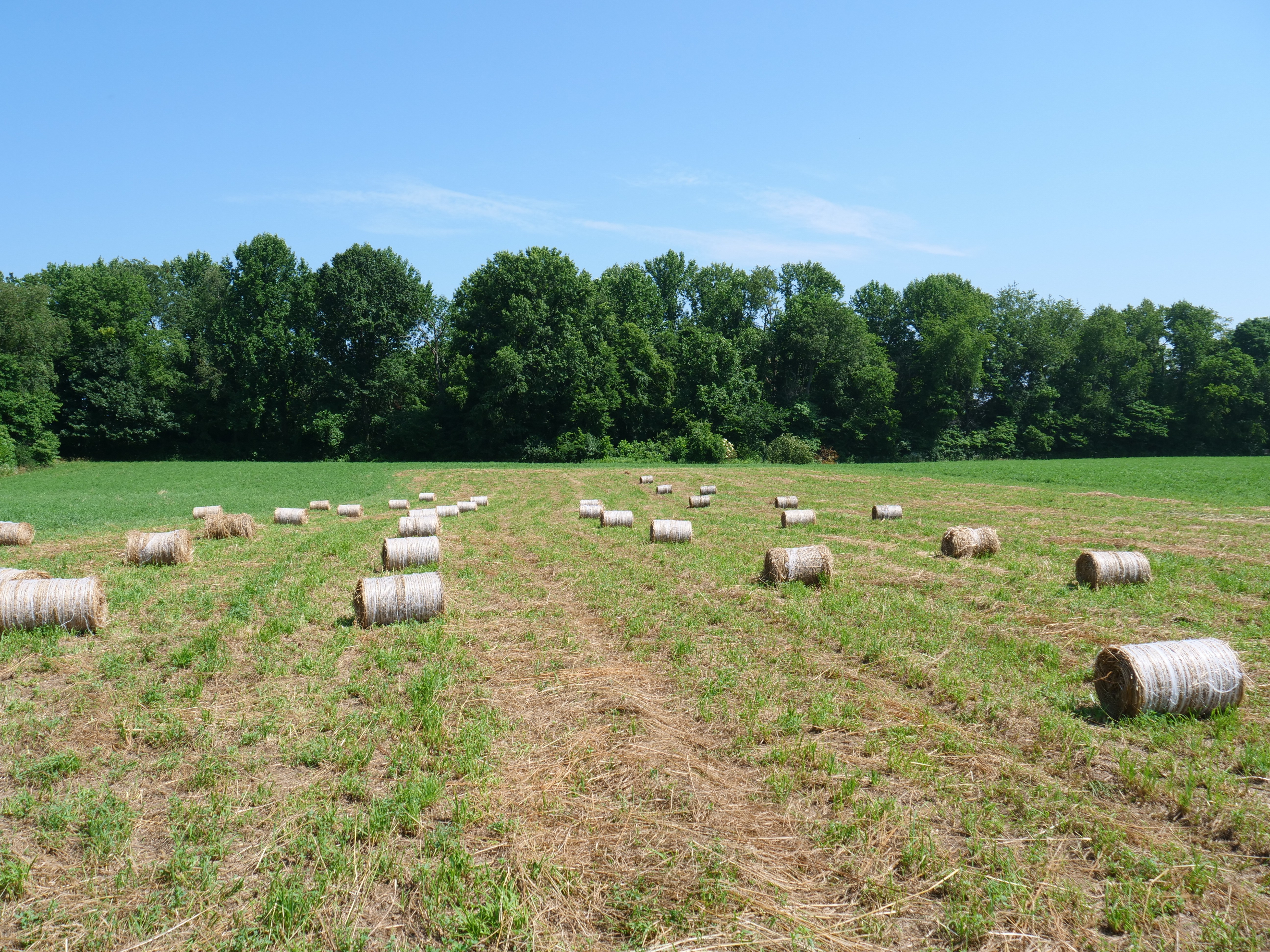 Mini round hay bales with net wrap lying in a field after baling.
