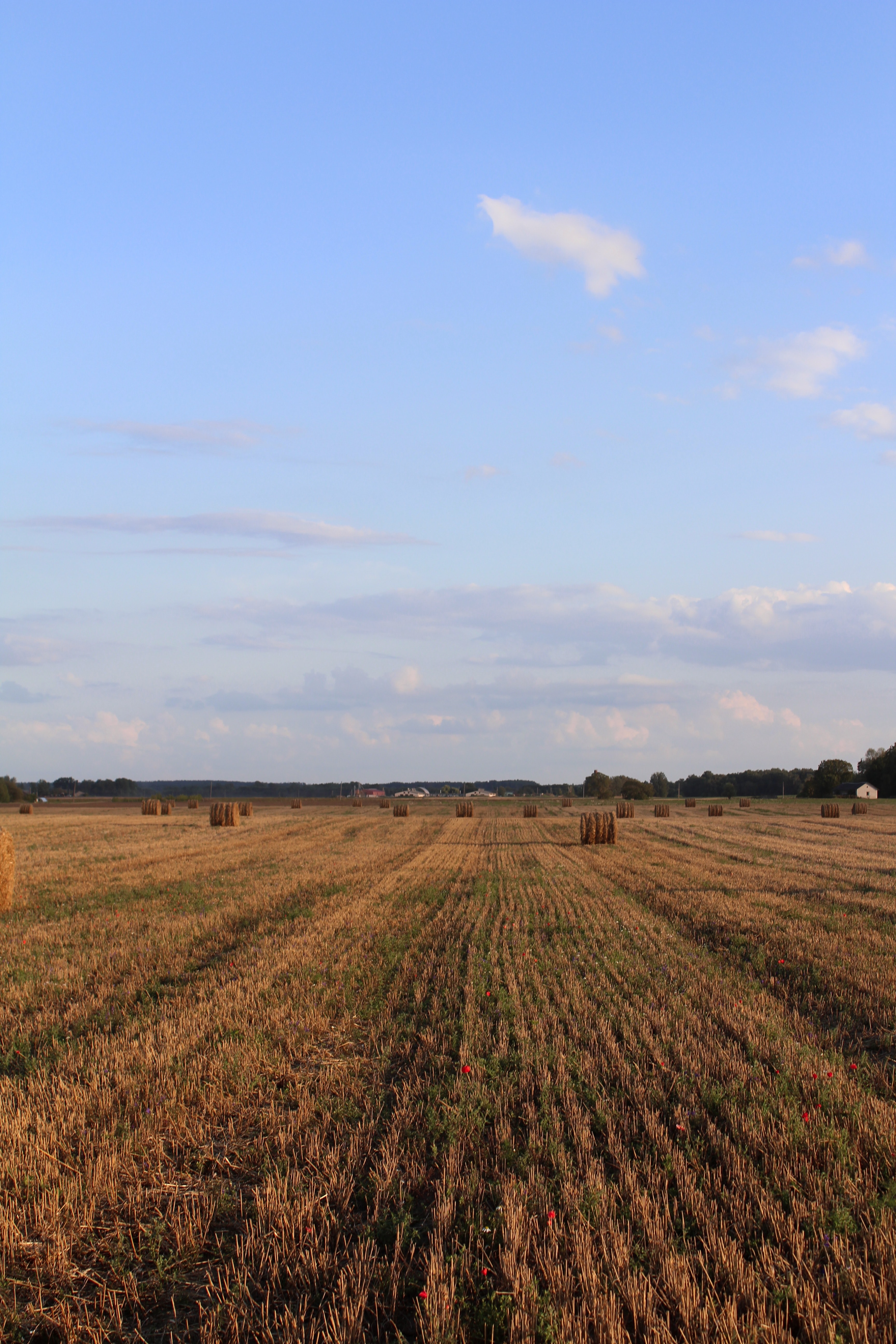 Harvested field on a sunny day. Harvested field on a sunny day.